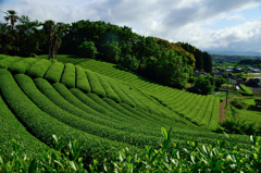 肥後の国散歩　茶畑　相良村　４