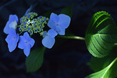 紫陽花　緑も鮮やか