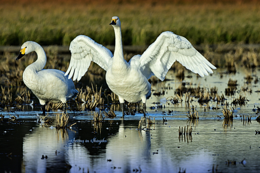 Swans in Shinjiko 2023 - 6