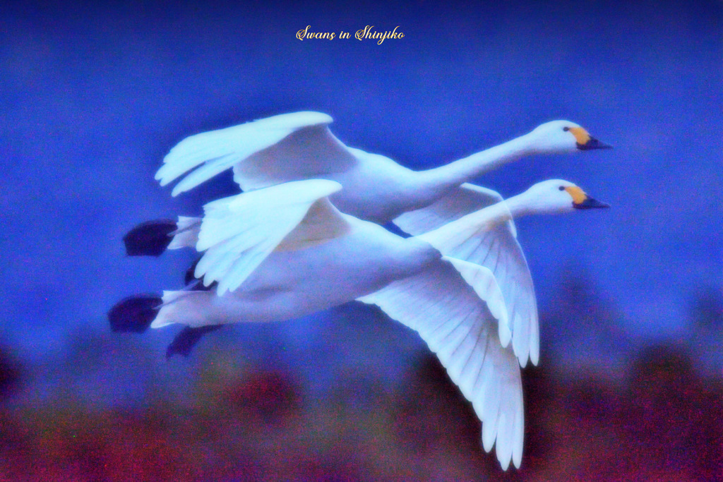 Swans in Shinjiko 2025-26