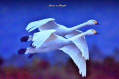 Swans in Shinjiko 2025-26