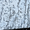 雨　1