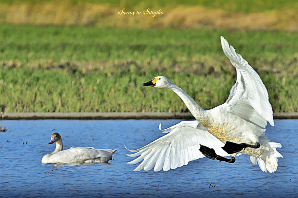 Swans in Shinjiko 2025-25