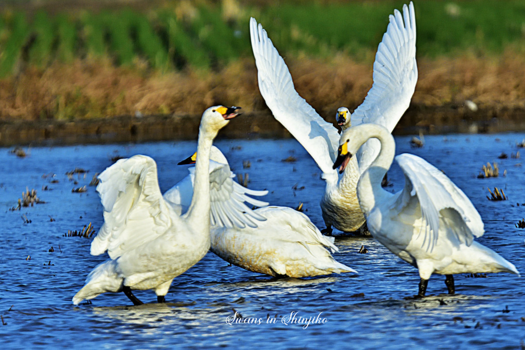 Swans in Shinjiko 2025-30