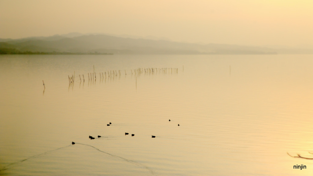 松江百景　水鳥の居る風景　宍道湖