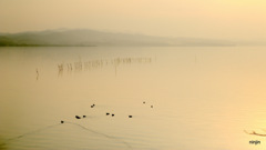 松江百景　水鳥の居る風景　宍道湖