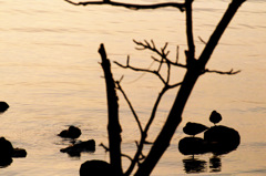 松江百景　水辺の鳥たち　宍道湖2