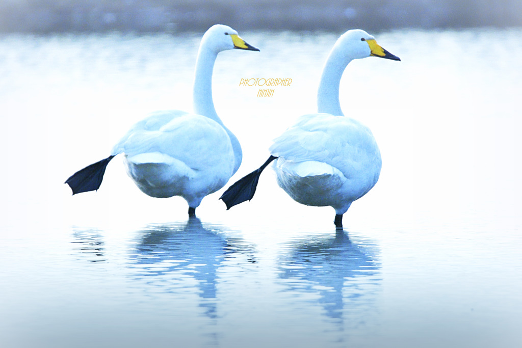 ninjinの松江百景 ツインズ白鳥1