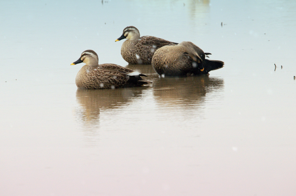 松江百景　雪の朝　水辺の鳥たち　1