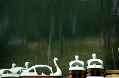 飛べない白鳥　2