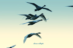 Swans in Shinjiko 2026-19