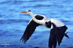 ninjinの松江百景　宍道湖の鳥たち2