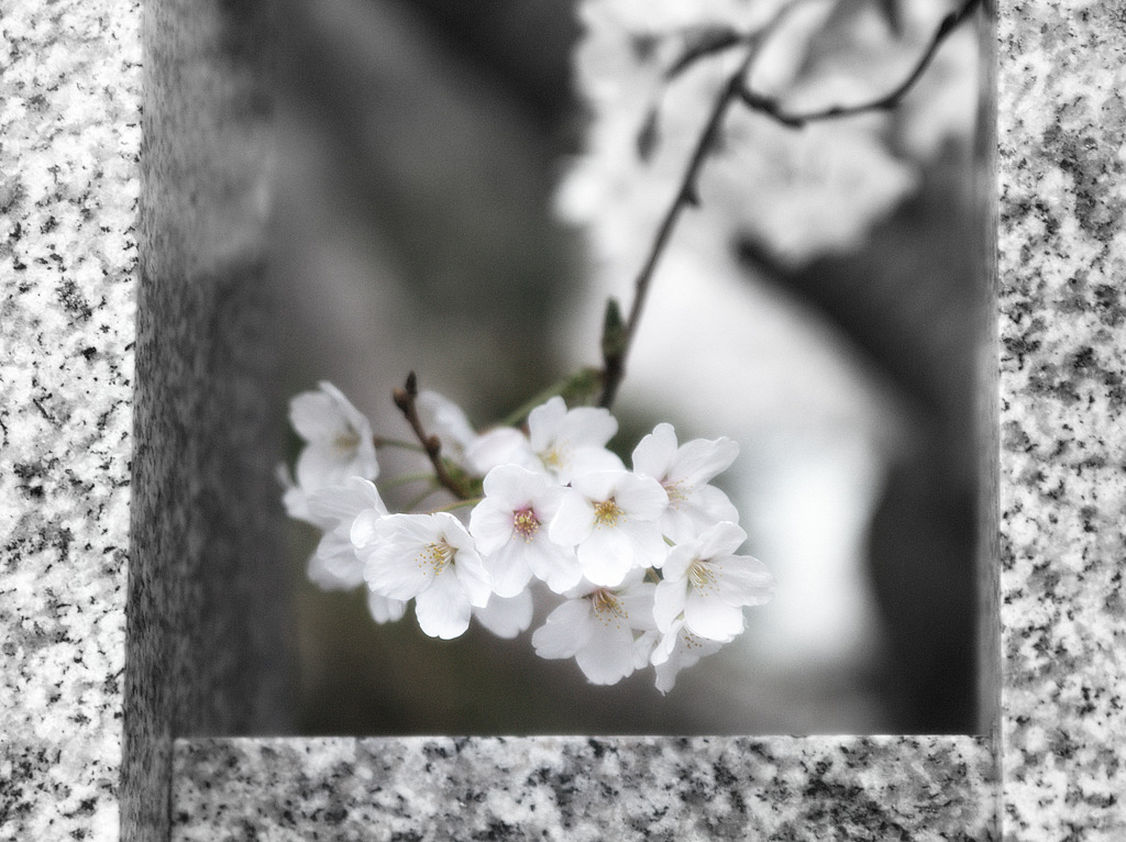 深窓の令嬢
