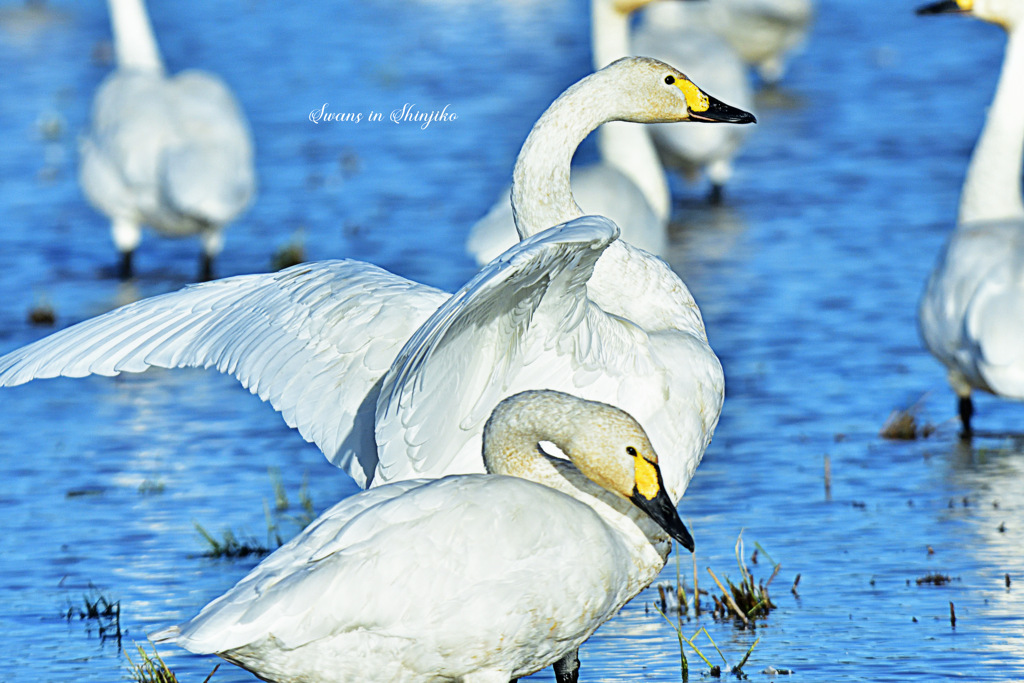 Swans in Shinjiko 2025-47