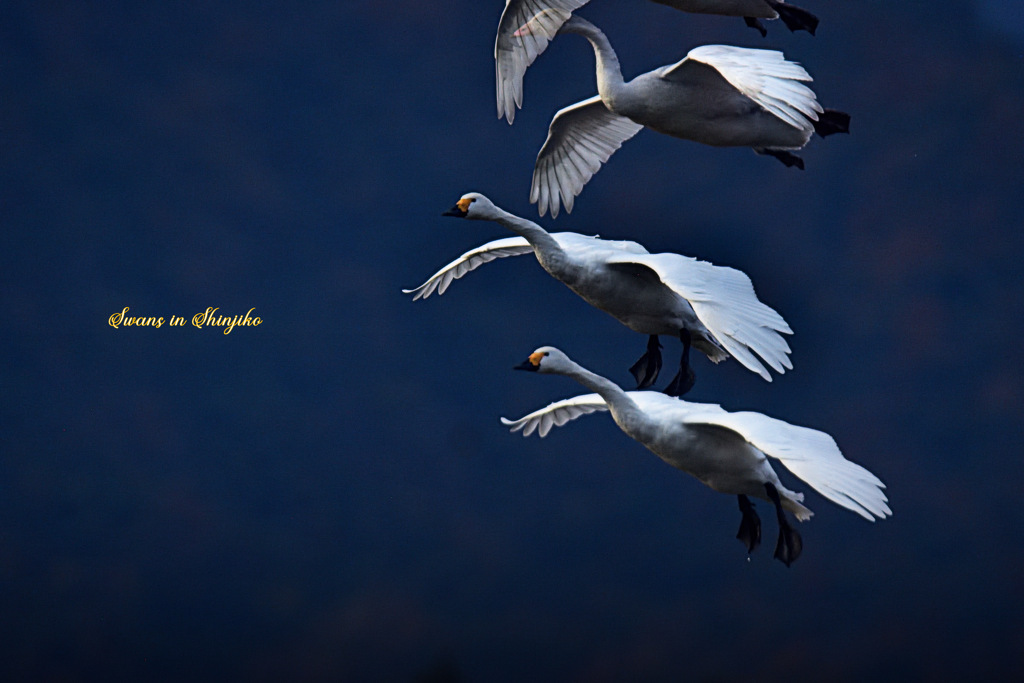 Swans in Shinjiko 2026-11