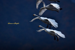 Swans in Shinjiko 2026-11