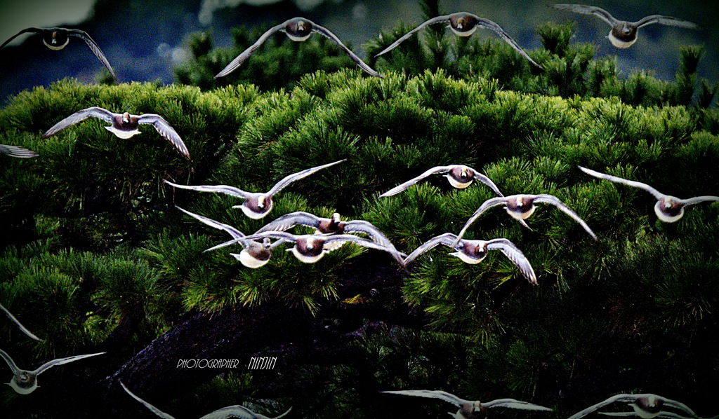 ninjinの松江百景 鳥のいる風景　1