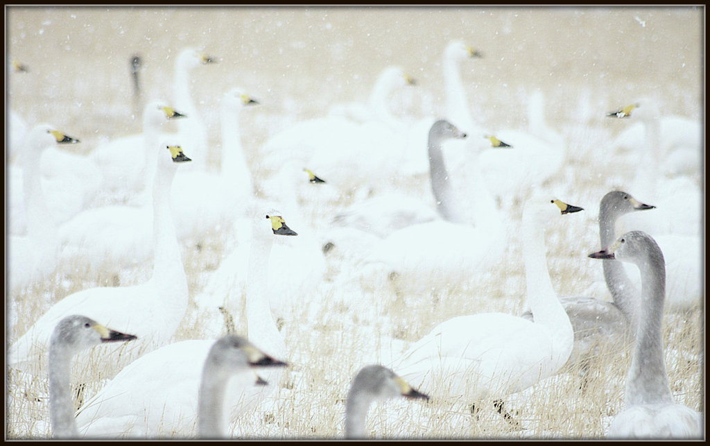 松江百景　雪原に遊ぶ白鳥