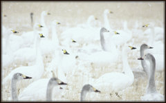 松江百景　雪原に遊ぶ白鳥