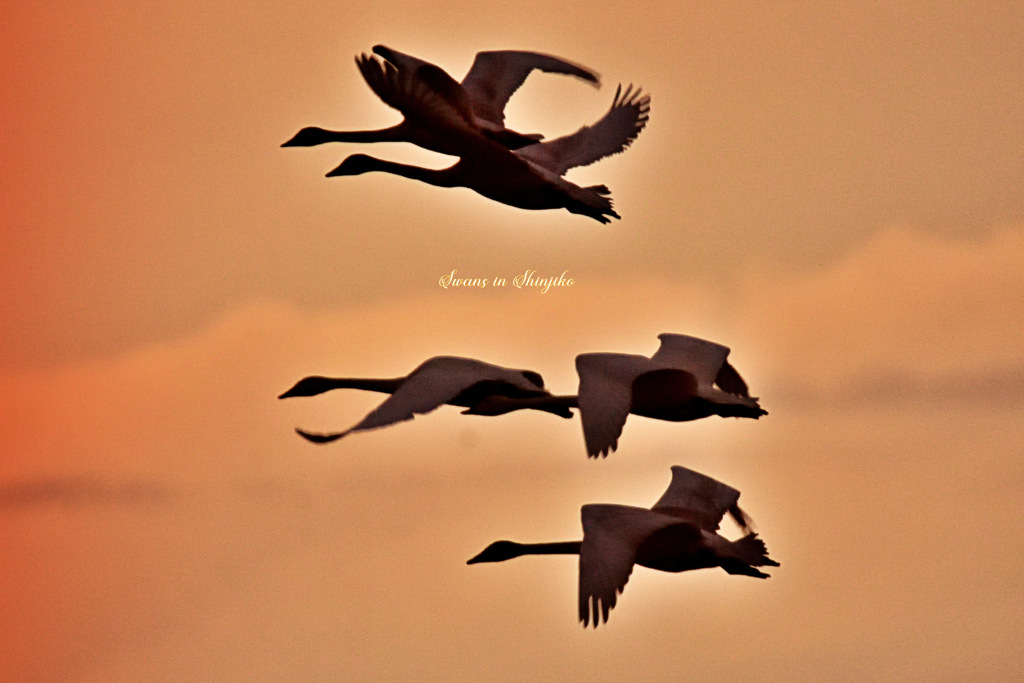 Swans in Shinjiko 2025-48