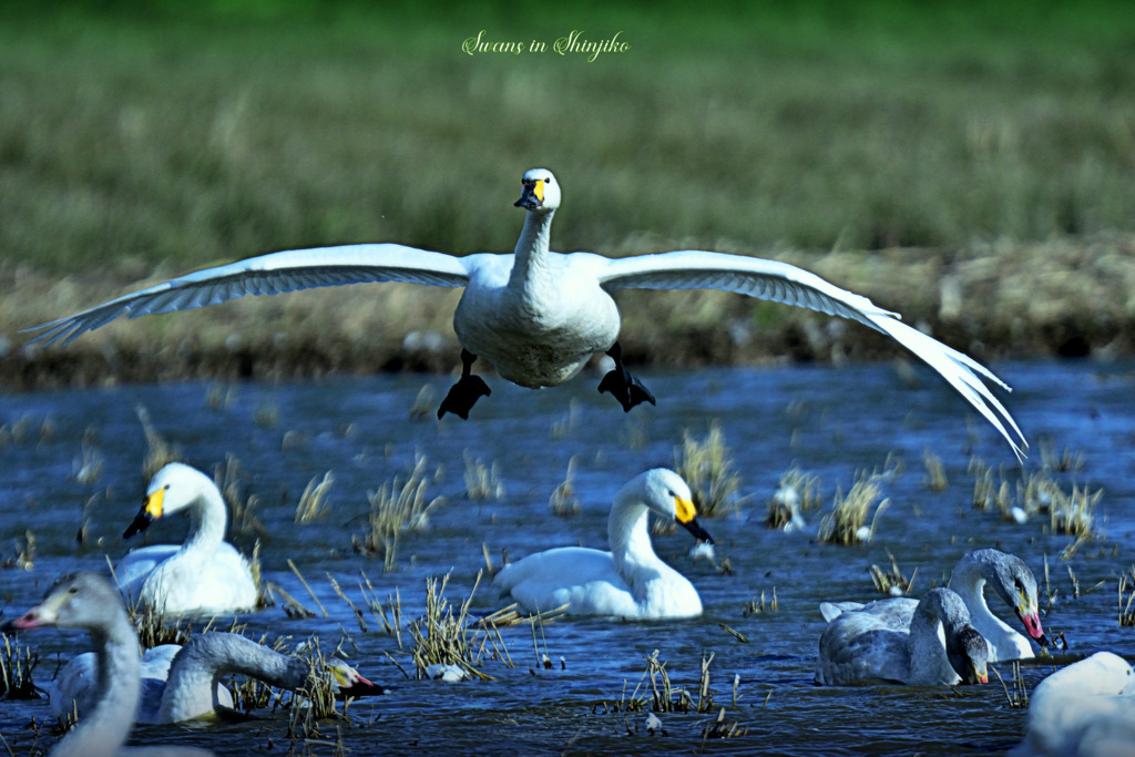 Swans in Shinjiko 2025 - 9