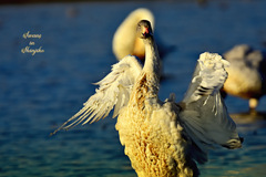 Swans in Shinjiko 2025-42