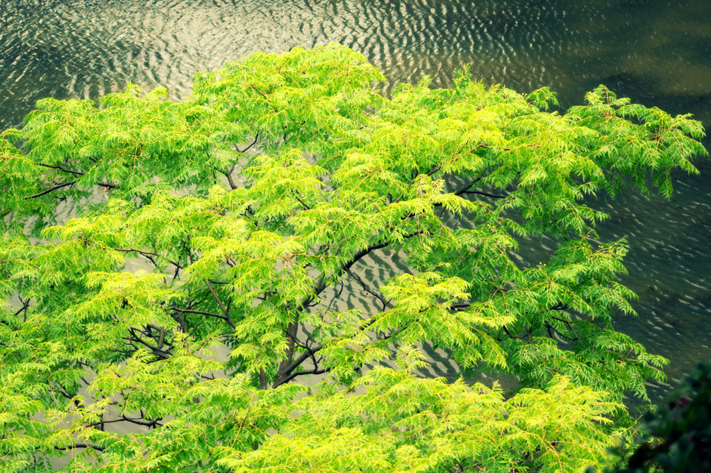 松江百景　お堀の若葉　松江城