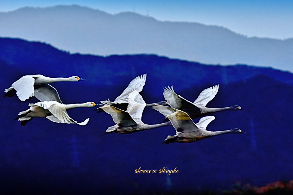 Swans in Shinjiko 2025-50