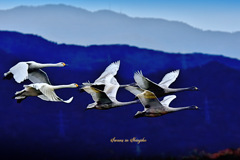 Swans in Shinjiko 2025-50