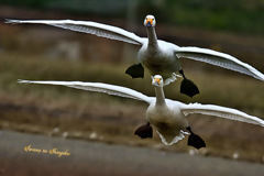 Swans in Shinjiko 2025-43