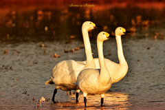 Swans in Shinjiko 2025-37