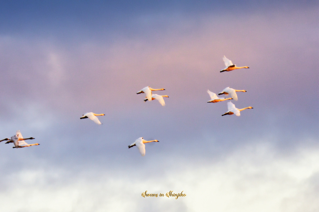 Swans in Shinjiko 2024 - 5