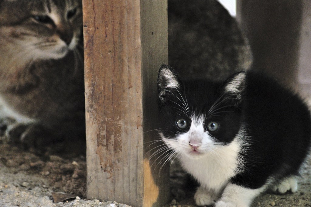 好奇心　城山公園の野良猫