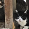 好奇心　城山公園の野良猫