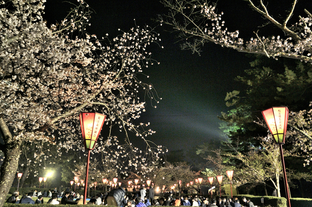松江百景　城の桜　４