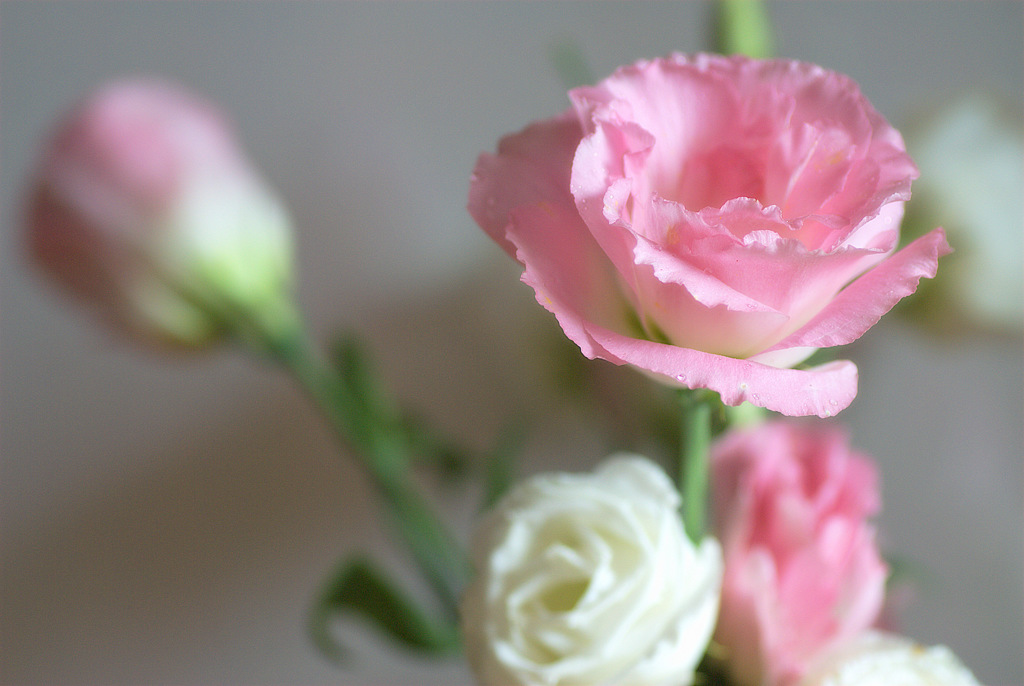 薔薇科　ささやかな華やぎ