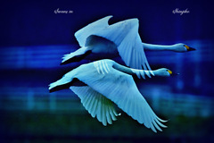 Swans in Shinjiko 2026-16