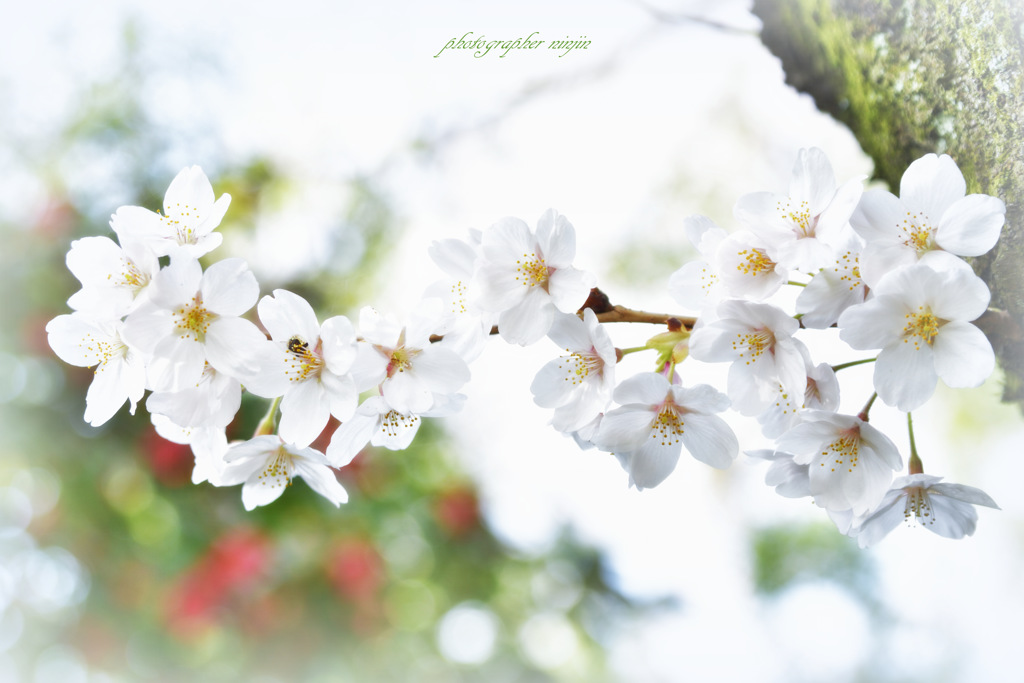桜花爛漫　1