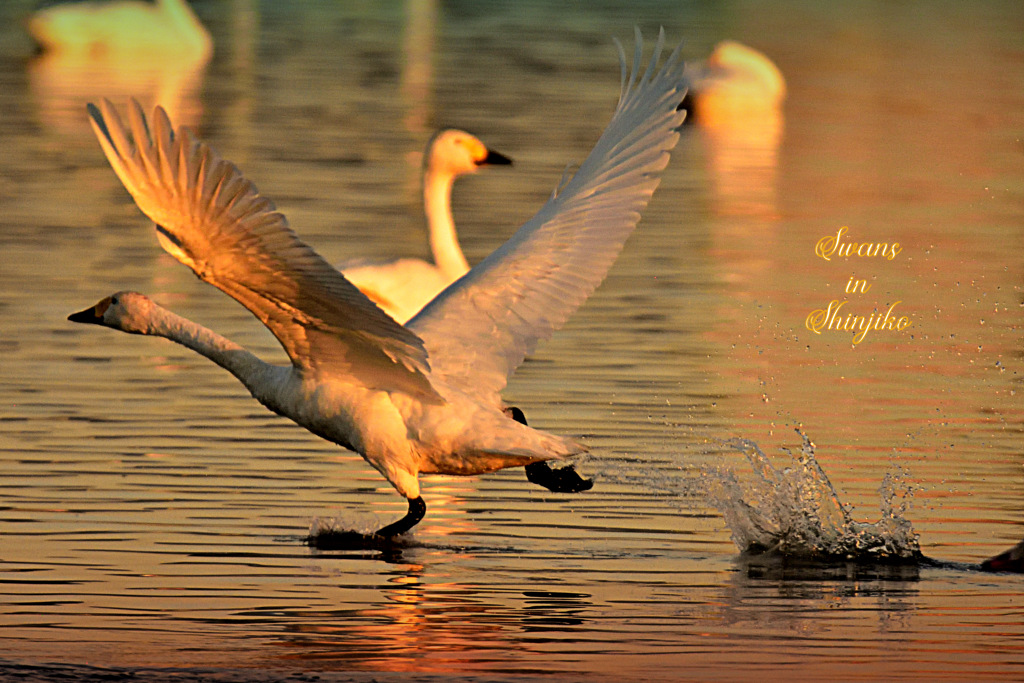 Swans in Shinjiko 2025 - 15