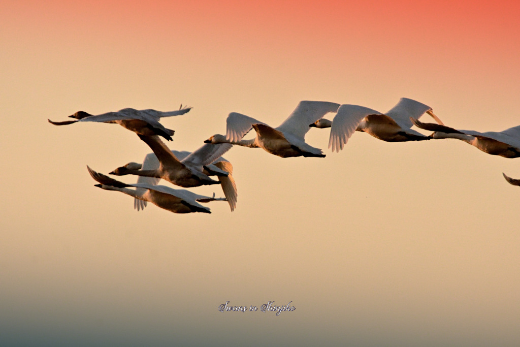 Swans in Shinjiko 2023 - 5