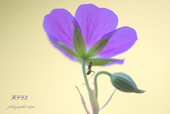 夏の花2