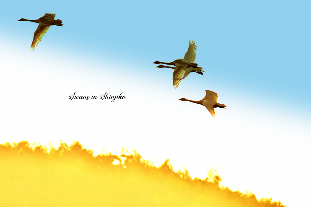 Swans in Shinjiko 2025-34