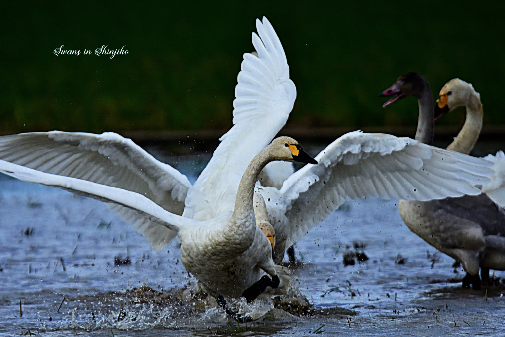 Swans in Shinjiko 2026-13