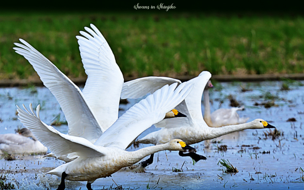 Swans in Shinjiko 2025-45