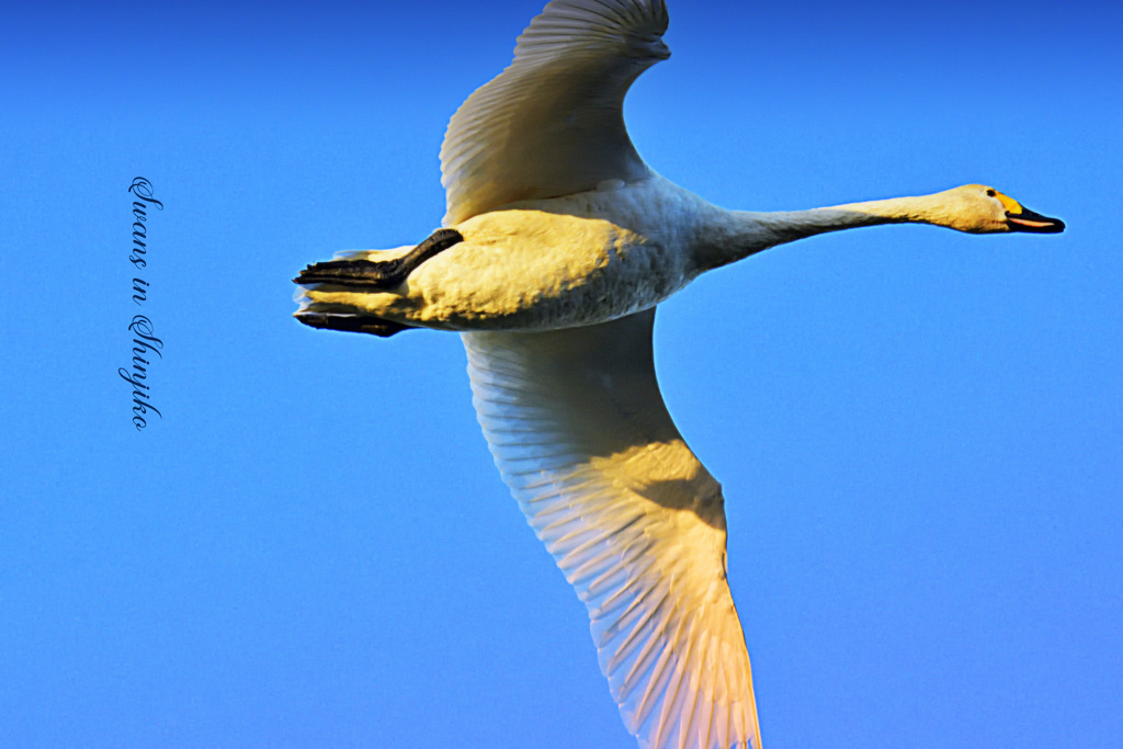 Swans in Shinjiko 2025 - 18