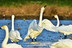 Swans in Shinjiko 2025-31