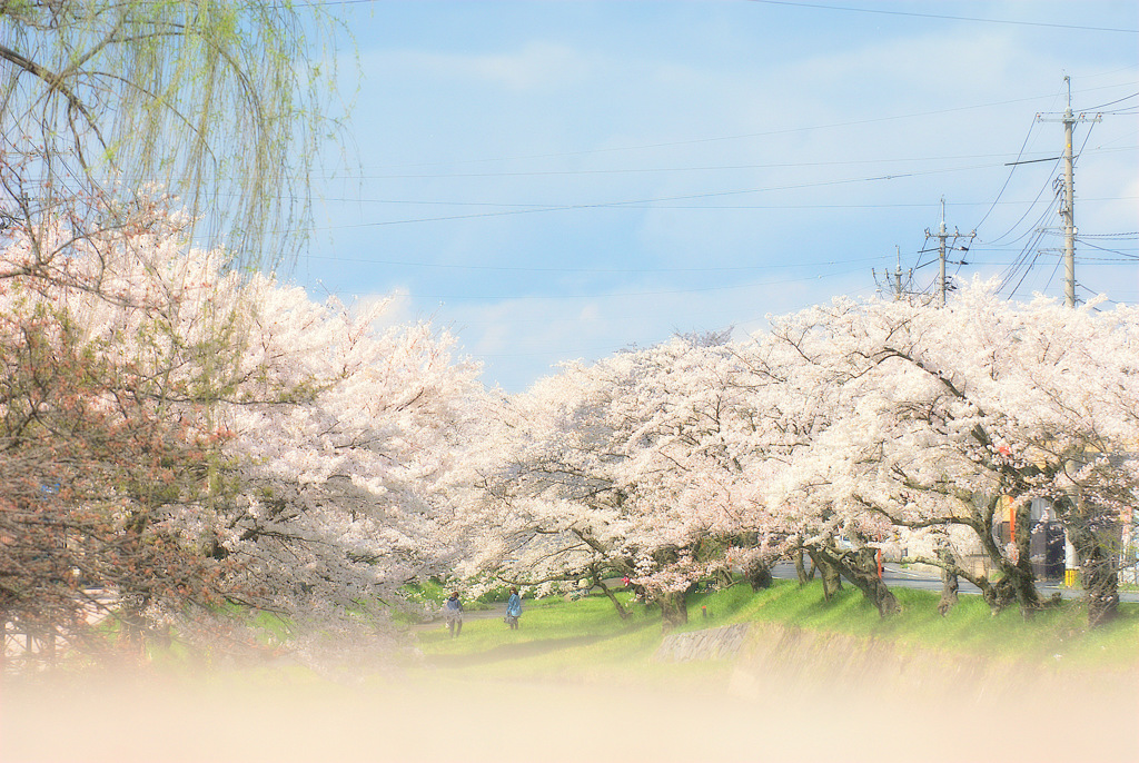 松江百景　花霞　湯の里2