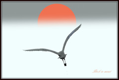 ninjinの松江百景　夕陽と遊ぶ白鷺