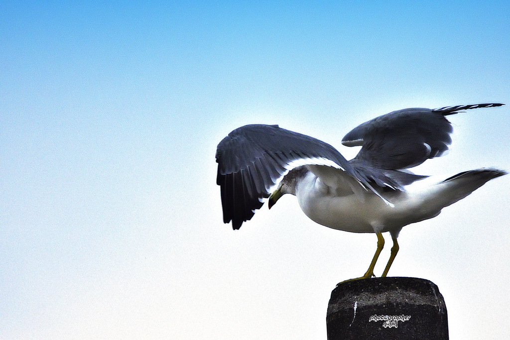 ninjinの伯耆の国散歩 港の朝景色 8