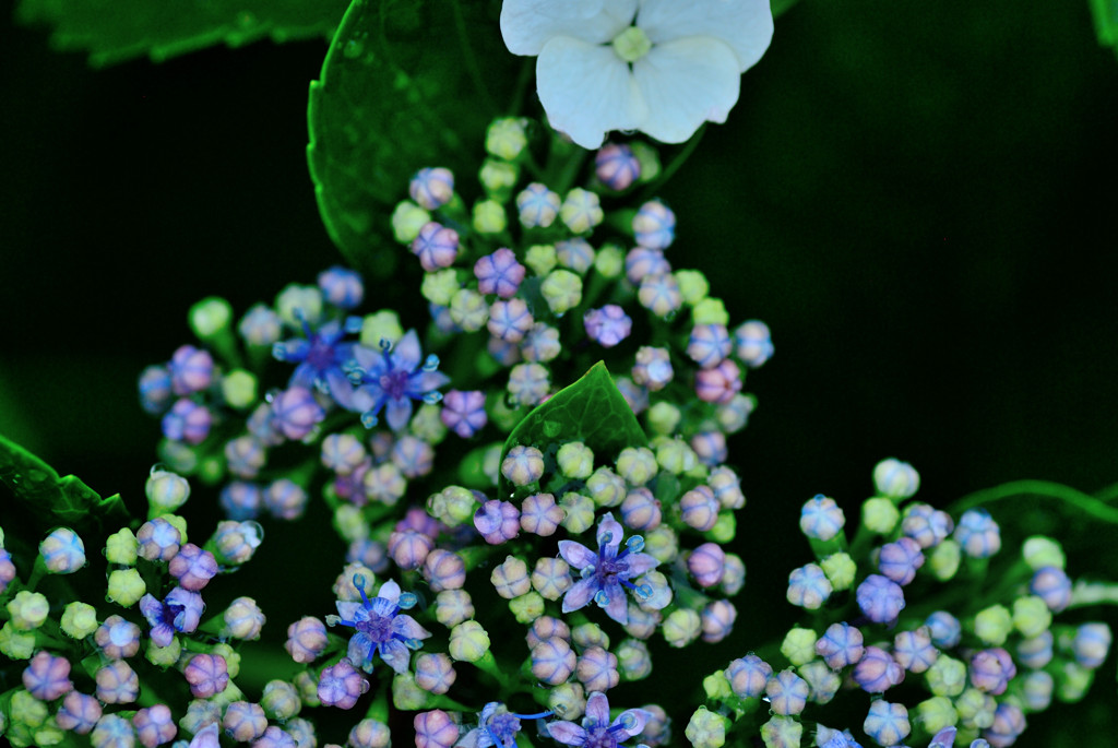 紫陽花　（色）味彩？　